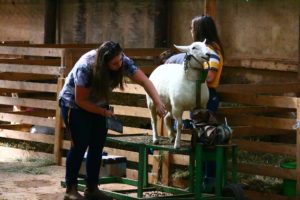 4H ladies prep sheep for show